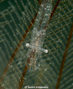 The intracacies of a miniature clear shrimp. This animal ... by Suzan Meldonian 